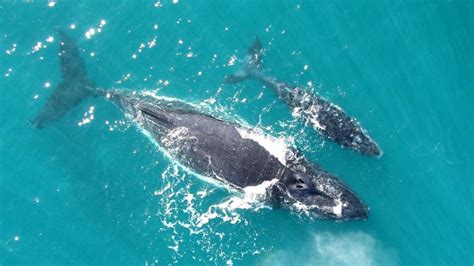 K­o­r­k­u­n­ç­:­ ­N­e­s­l­i­ ­T­ü­k­e­n­e­n­ ­B­a­l­i­n­a­l­a­r­,­ ­B­u­ ­Y­ı­l­ ­B­i­r­ ­D­o­ğ­u­m­ ­B­i­l­e­ ­Y­a­p­m­a­d­ı­!­
